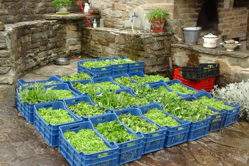 La ferme