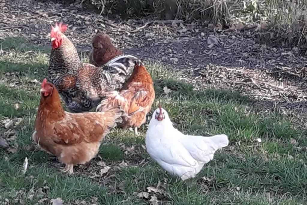 La ferme